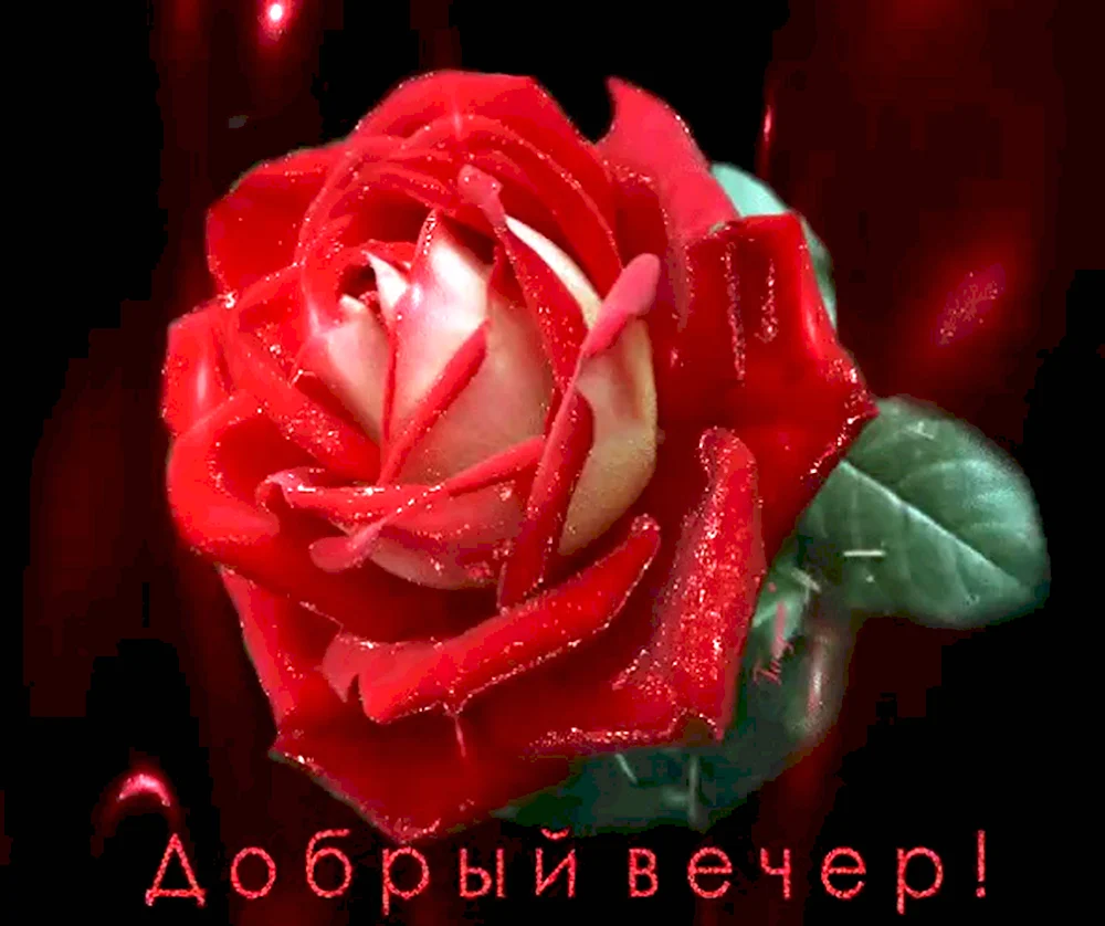 Добрый вечер с розами
