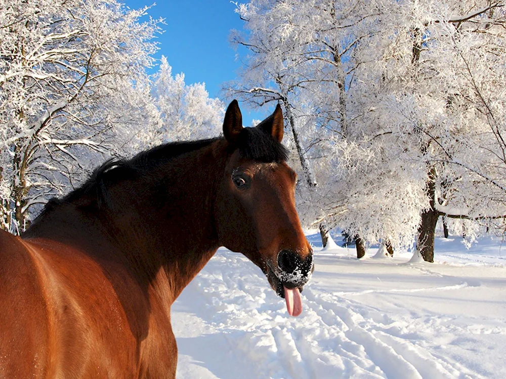 Красивое фото лошадей зимой на природе
