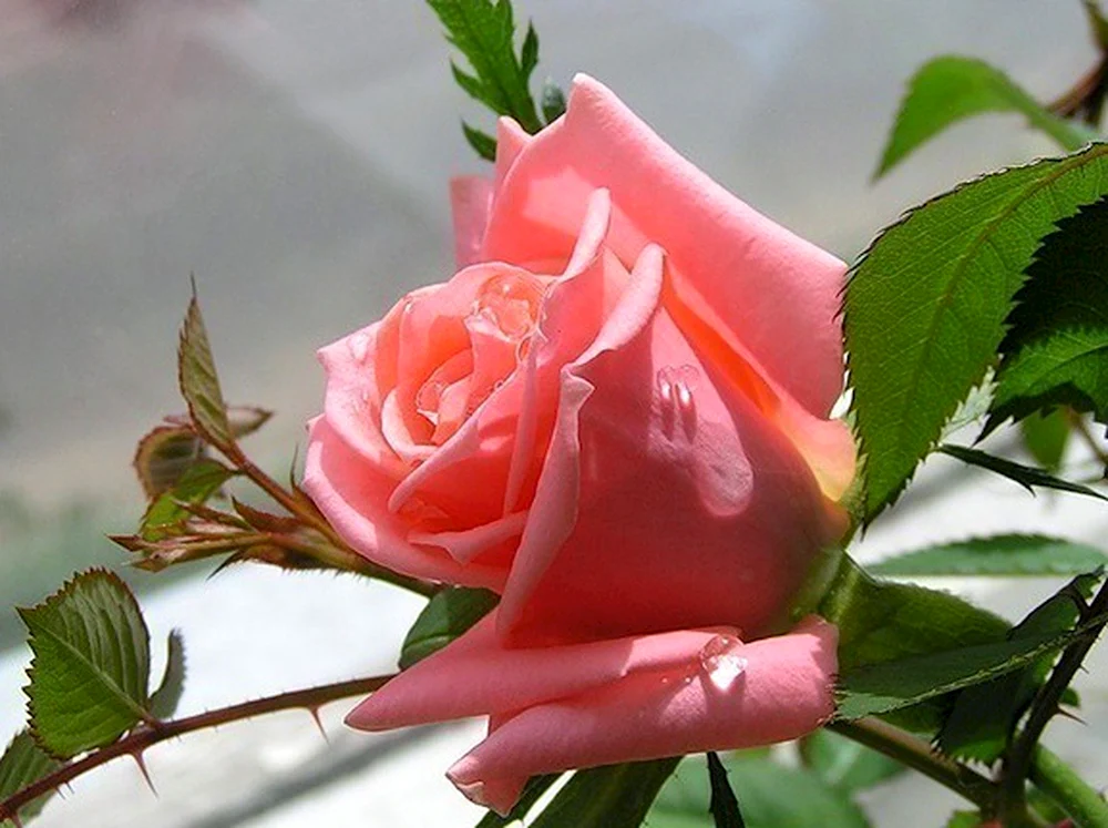 Красивые утренние розы