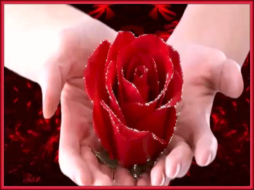 Очень красивая роза с любовью