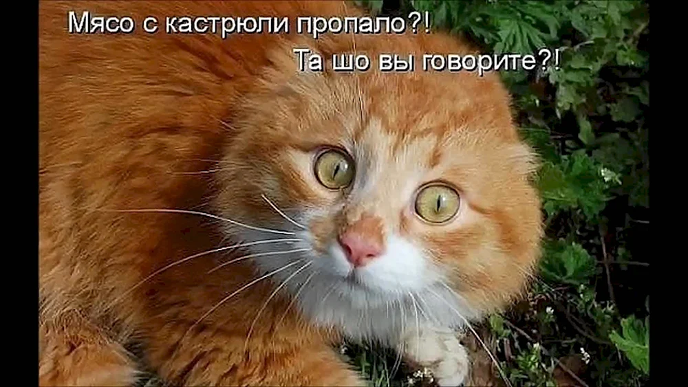 Рыжий кот демотиватор