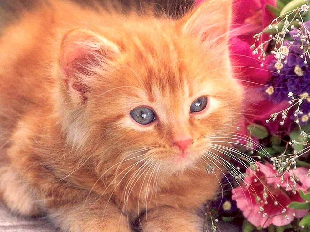 Рыжий кот с цветами