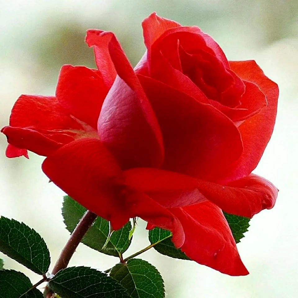 Шикарная роза с утра