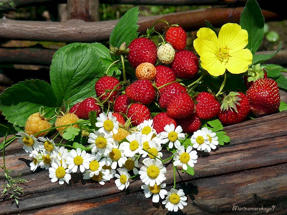 Цветочки ягодки
