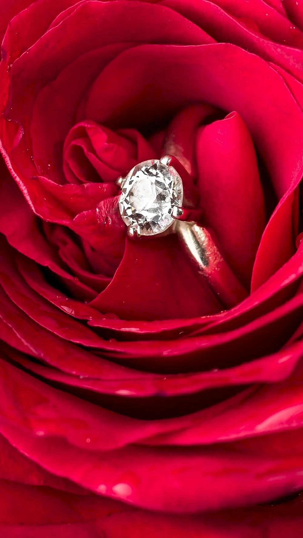 Diamond Ring Rose