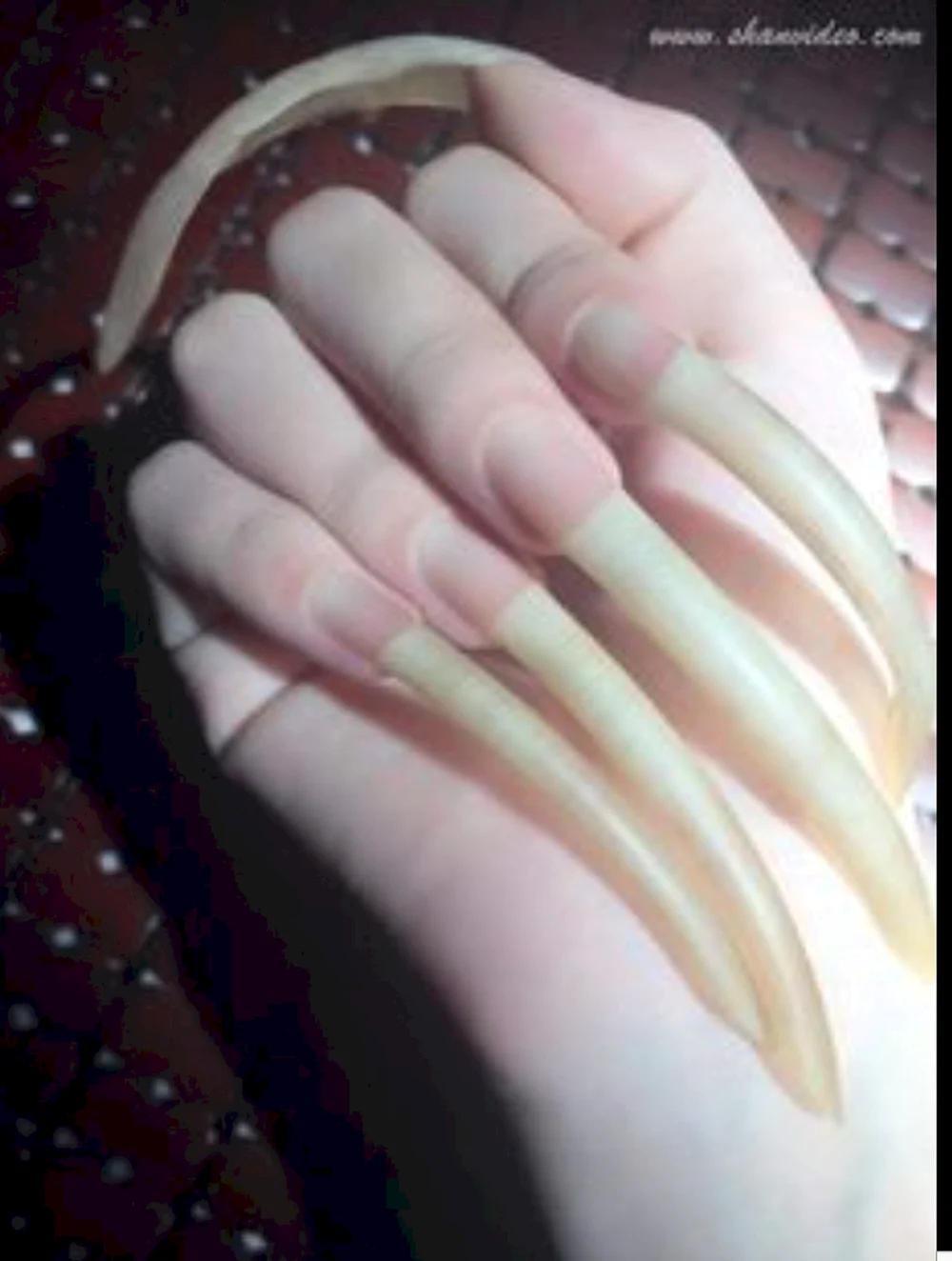 Natural long Stiletto Nails