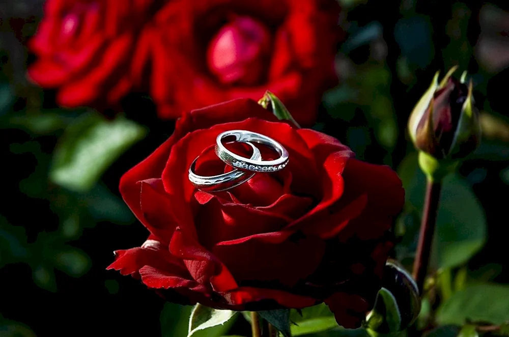 Roses with Ring