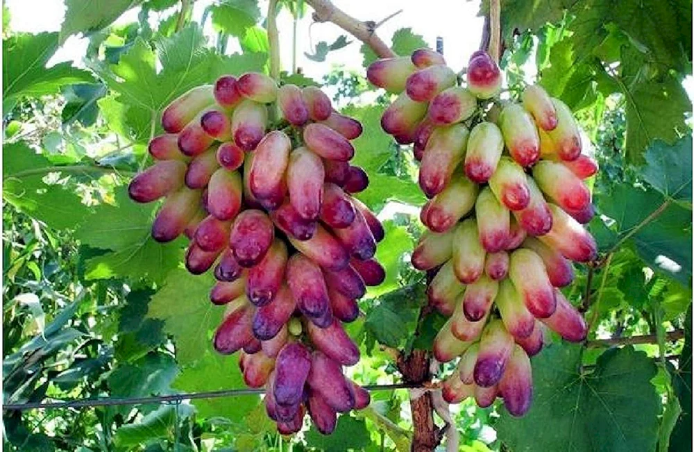 Сорт винограда фингер